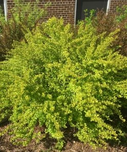 Fast Growing Trees See All Flowering Trees Raspberry Lemonade™ Ninebark