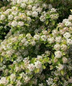 Fast Growing Trees See All Flowering Trees Raspberry Lemonade™ Ninebark