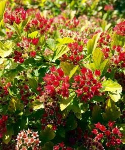 Fast Growing Trees See All Flowering Trees Raspberry Lemonade™ Ninebark