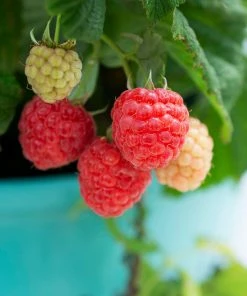 Fast Growing Trees Bushel And Berry® Raspberry Shortcake® Bush 10 Fast Growing Trees Bushel And Berry® Raspberry Shortcake® Bush