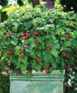 Fast Growing Trees Bushel And Berry® Raspberry Shortcake® Bush