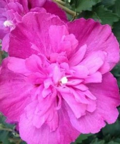 Fast Growing Trees Raspberry Smoothieâ„¢ Rose Of Sharon Althea