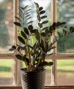 Fast Growing Trees Low Light House Plants Raven ZZ Plant