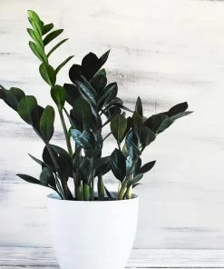 Fast Growing Trees Low Light House Plants Raven ZZ Plant