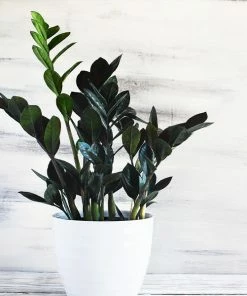 Fast Growing Trees Low Light House Plants Raven ZZ Plant