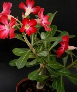 Fast Growing Trees Desert Rose 'Adenium' See All Flowering Trees