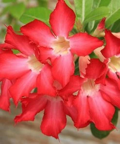Fast Growing Trees Desert Rose 'Adenium' See All Flowering Trees