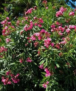 Fast Growing Trees Red Oleander See All Shrubs & Hedges
