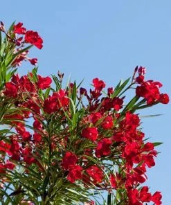 Fast Growing Trees Red Oleander See All Shrubs & Hedges