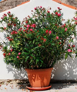 Fast Growing Trees Red Oleander See All Shrubs & Hedges