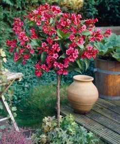 Fast Growing Trees Red Prince Weigela Tree See All Flowering Trees