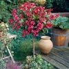 Fast Growing Trees Red Prince Weigela Tree See All Flowering Trees