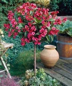 Fast Growing Trees Red Prince Weigela Tree See All Flowering Trees