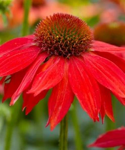 Fast Growing Trees See All Shrubs & Hedges Sombrero® Salsa Red Coneflower