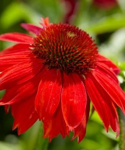 Fast Growing Trees See All Shrubs & Hedges Sombrero® Salsa Red Coneflower