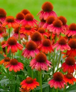 Fast Growing Trees See All Shrubs & Hedges Sombrero® Salsa Red Coneflower