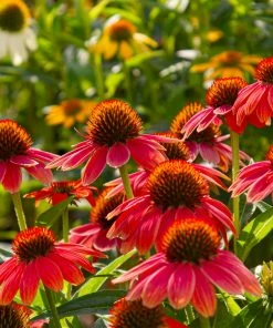 Fast Growing Trees See All Shrubs & Hedges Sombrero® Salsa Red Coneflower