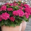 Fast Growing Trees Hydrangea Shrubs Red N' Pretty® Hydrangea Shrub