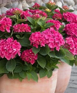 Fast Growing Trees Hydrangea Shrubs Red N' Pretty® Hydrangea Shrub