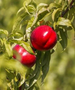 Fast Growing Trees Red Gold Nectarine