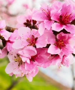 Fast Growing Trees Red Gold Nectarine