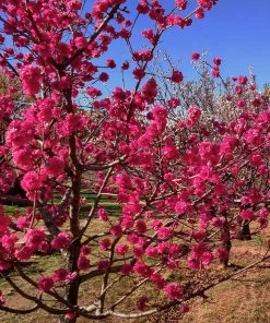 Fast Growing Trees Red Baron Peach Tree Peach Trees