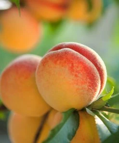 Fast Growing Trees Red Baron Peach Tree Peach Trees