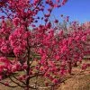 Fast Growing Trees Red Baron Peach Tree Peach Trees