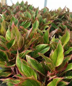 Fast Growing Trees Air Purifying House Plants Red Chinese Evergreen Plant