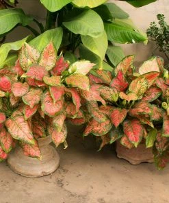 Fast Growing Trees Air Purifying House Plants Red Chinese Evergreen Plant