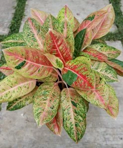 Fast Growing Trees Air Purifying House Plants Red Chinese Evergreen Plant