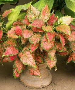 Fast Growing Trees Air Purifying House Plants Red Chinese Evergreen Plant