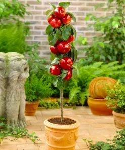 Fast Growing Trees Apple Trees North Pole Columnar Apple Tree