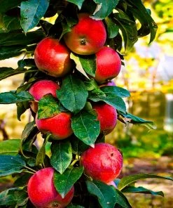 Fast Growing Trees Apple Trees North Pole Columnar Apple Tree