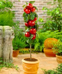 Fast Growing Trees Apple Trees North Pole Columnar Apple Tree