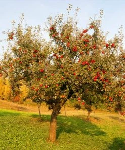 Fast Growing Trees Apple Trees Red Delicious Apple Tree
