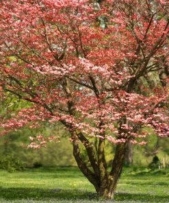 Fast Growing Trees Red Dogwood