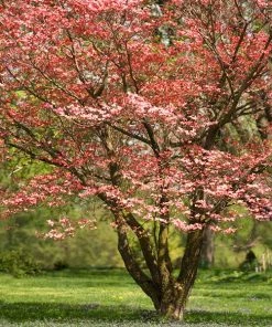 Fast Growing Trees Red Dogwood