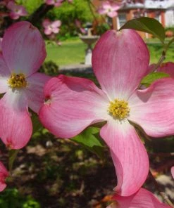 Fast Growing Trees Red Dogwood