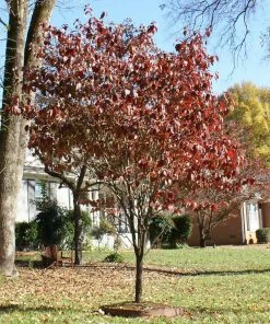 Fast Growing Trees Red Dogwood