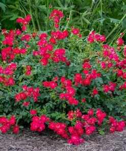 Fast Growing Trees Roses Red Drift® Rose