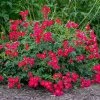 Fast Growing Trees Roses Red Drift® Rose