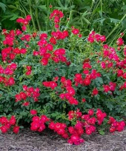 Fast Growing Trees Roses Red Drift® Rose