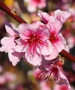 Fast Growing Trees Peach Trees Red Haven Peach Tree