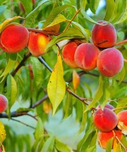 Fast Growing Trees Peach Trees Red Haven Peach Tree