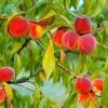 Fast Growing Trees Peach Trees Red Haven Peach Tree