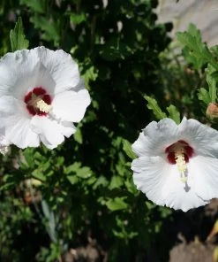 Fast Growing Trees See All Flowering Trees Red Heart Rose Of Sharon Althea Shrub