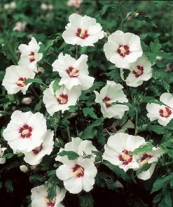 Fast Growing Trees See All Flowering Trees Red Heart Rose Of Sharon Althea Shrub