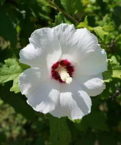Fast Growing Trees See All Flowering Trees Red Heart Rose Of Sharon Althea Shrub