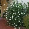 Fast Growing Trees See All Flowering Trees Red Heart Rose Of Sharon Althea Shrub 2 Fast Growing Trees See All Flowering Trees Red Heart Rose Of Sharon Althea Shrub
